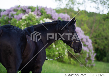 portrait of beautiful black stallion posing nearly blossom lilac bush. cloudy evening portrait of beautiful black stallion posing nearly blossom lilac bush. cloudy evening 109514260