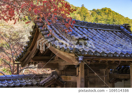 Autumn leaves of Hase-dera Temple Autumn leaves of Hase-dera Temple 109514386