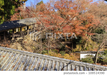 Autumn leaves of Hase-dera Temple Autumn leaves of Hase-dera Temple 109514390