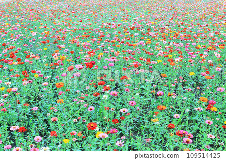 A sea of zinnias (zinnias, fireball flowers, 步步高, long grass, fish-tailed chrysanthemums, swamp-leaf plums) A sea of zinnias (zinnias, fireball flowers, 步步高, long grass, fish-tailed chrysanthemums, swamp-leaf plums) 109514425