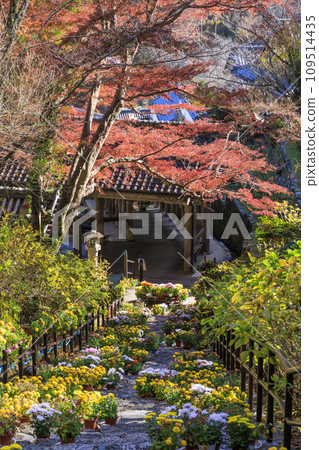 Autumn leaves of Hase-dera Temple Autumn leaves of Hase-dera Temple 109514435