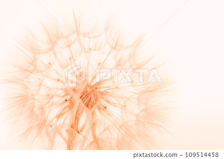 Color of the Year 2024 Peach Fuzz. Beautiful soft background. parachutes dandelion. Copy space. soft focus on water droplets. circular shape, abstract background. Color of the Year 2024 Peach Fuzz. Beautiful soft background. parachutes dandelion. Copy space. soft focus on water droplets. circular shape, abstract background. 109514458