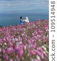  Flower garden 109514948