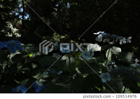 雨季花繡球花㉒ 109514976