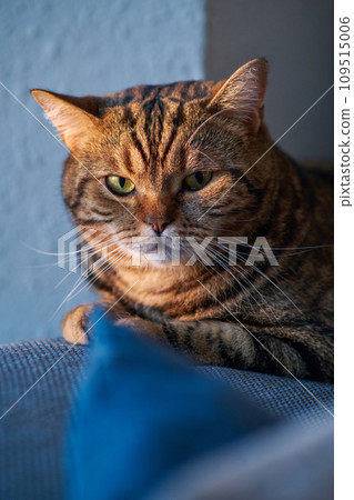 beautiful portrait of a striped cat beautiful portrait of a striped cat 109515006