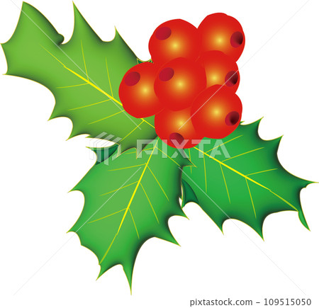 western holly western holly 109515050
