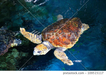 A sea turtle that swims gracefully as if in flight... A sea turtle that swims gracefully as if in flight... 109515117