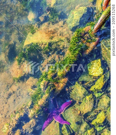 old rusty chain covered with green sea weed lays on a grey concrete surface 109515268