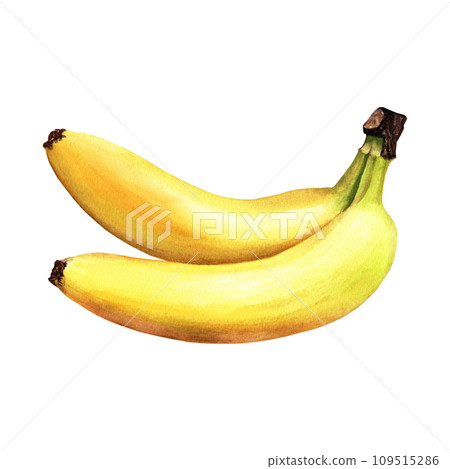 Bananas - an elongated, edible yellow fruits. Hand drawn watercolor botanical illustration isolated on white background. For clip art cards menu label package Bananas - an elongated, edible yellow fruits. Hand drawn watercolor botanical illustration isolated on white background. For clip art cards menu label package 109515286