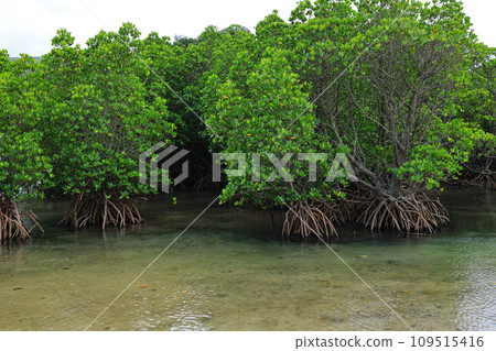 Mangrove forest of Fukidori River on Ishigaki Island Mangrove forest of Fukidori River on Ishigaki Island 109515416