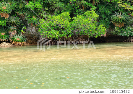 Mangrove forest of Fukidori River on Ishigaki Island Mangrove forest of Fukidori River on Ishigaki Island 109515422