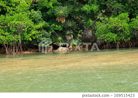 Mangrove forest of Fukidori River on Ishigaki Island Mangrove forest of Fukidori River on Ishigaki Island 109515423