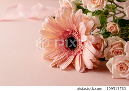 Gerbera fresh flower closeup over pink background. Feminine greeting card 109515783