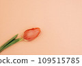 One red tulip with green leaves on soft peach color background. Layouts, posters, wall hangings, presentation design. Copy Space. Trendy color peach fuzz. 109515785