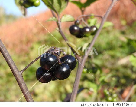 成熟的黑酸漿果 109515862