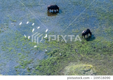 Aerial shot of a herd of buffalo grazing in the Okavango Delta Aerial shot of a herd of buffalo grazing in the Okavango Delta 109516090