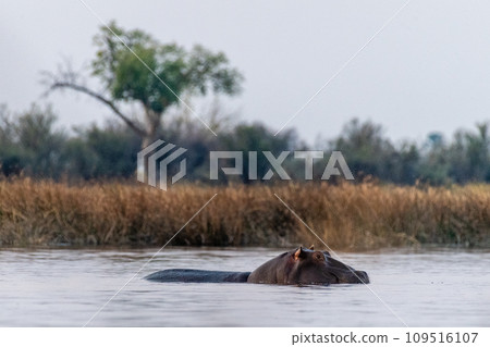 Hippos in the Okavango Delta Hippos in the Okavango Delta 109516107