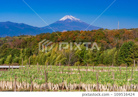 （靜岡縣）在箱根西部的干蘿蔔 109516424