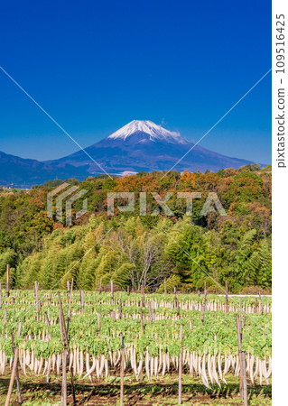 (靜岡縣)在箱根西部的干蘿蔔 (靜岡縣)在箱根西部的干蘿蔔 109516425