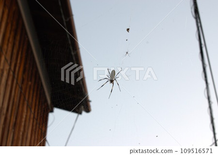 A street corner with a spider A street corner with a spider 109516571