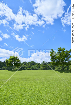 Landscape of green grass and blue sky 109516662