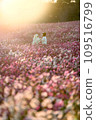  Cosmos field 109516799