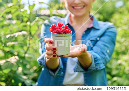 Close-up of cup with ripe raspberries in hands of woman in summer garden Close-up of cup with ripe raspberries in hands of woman in summer garden 109516835