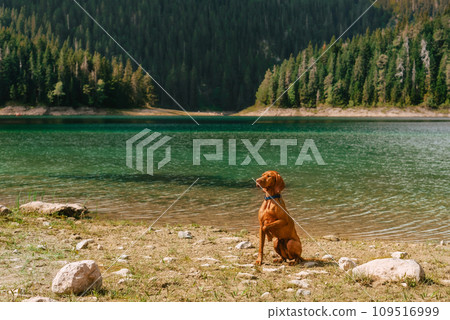 Dog Sliding Down Slide Vizsla Stock Photo 1046126719