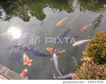 鯉魚在沐浴著早晨陽光的池塘裡游泳 鯉魚在沐浴著早晨陽光的池塘裡游泳 109517030
