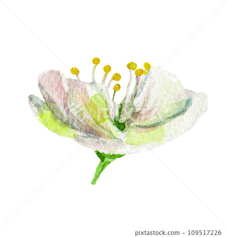 The plums flowers on an isolated on a white background. Realistic illustration with watercolor hand drawn. Would look great on postcard, invitation, fabric The plums flowers on an isolated on a white background. Realistic illustration with watercolor hand drawn. Would look great on postcard, invitation, fabric 109517226