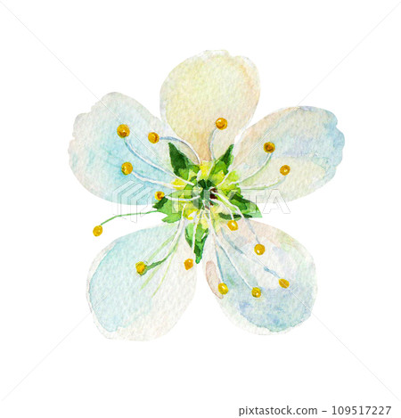 The plums flowers on an isolated on a white background. Realistic illustration with watercolor hand drawn. Would look great on postcard, invitation, fabric The plums flowers on an isolated on a white background. Realistic illustration with watercolor hand drawn. Would look great on postcard, invitation, fabric 109517227