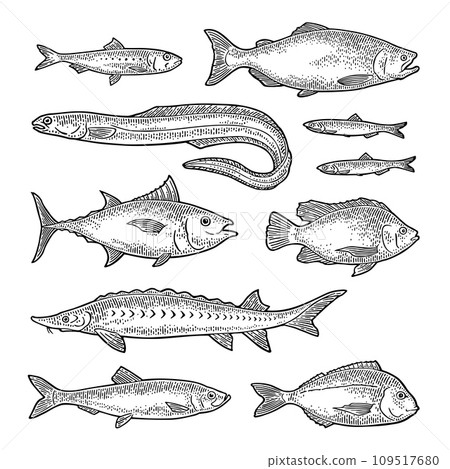 Whole fresh different types of fish. Vector engraving 109517680