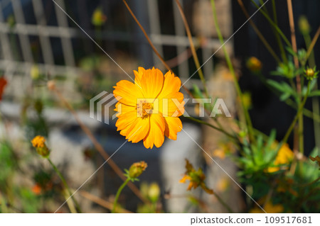 Summer yellow cosmos Summer yellow cosmos 109517681