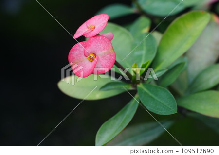 flower, plant, plants 109517690
