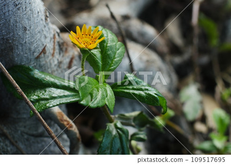 flower, plant, plants 109517695