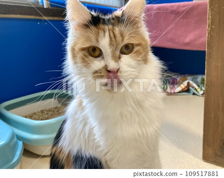 美麗的緬因浣熊印花布貓 美麗的緬因浣熊印花布貓 109517881