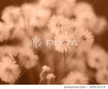 Peach Fuzz fluffy flowers butterweed, horseweed close up. Fluffy flowers texture. Color of the year 2024 Peach Fuzz. Peach Fuzz fluffy flowers butterweed, horseweed close up. Fluffy flowers texture. Color of the year 2024 Peach Fuzz. 109518154