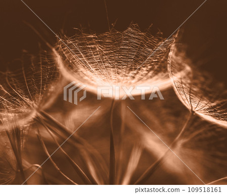 Peach Fuzz abstract background. Color of the year 2024. Peach Fuzz toned salsify seeds closeup. 109518161