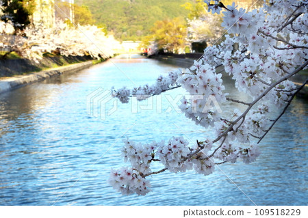 櫻花 109518229