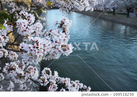 櫻花 櫻花 109518230
