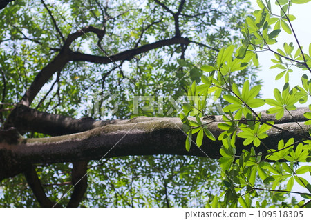street, construction, construction site 109518305