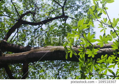 street, construction, construction site 109518307