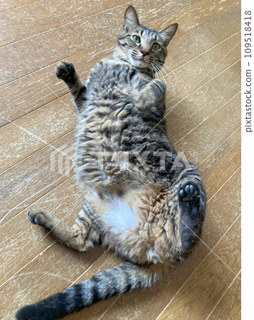 貓露出肚子 109518418