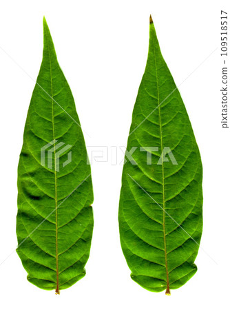 Fresh green three leaf just plucked from the branch, isolated on white background Fresh green three leaf just plucked from the branch, isolated on white background 109518517