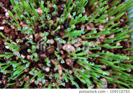 貓草、寵物草、水滴 109518785