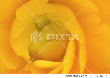 Ranunculus yellow Ranunculus yellow 109518794