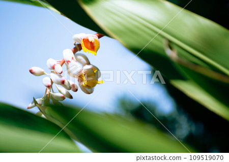 月亮桃花 109519070