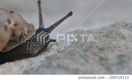 A Delicate Journey: Exploring the Intricate World of a Snail on a Sunlit Rock A Delicate Journey: Exploring the Intricate World of a Snail on a Sunlit Rock 109519113