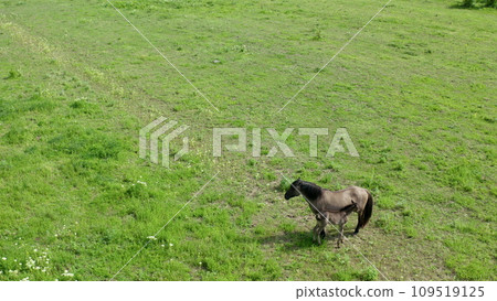 A Majestic Horse in the Serene Beauty of a Lush Green Field A Majestic Horse in the Serene Beauty of a Lush Green Field 109519125