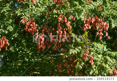 Koelreuteria paniculata tree, seed pods of goldenrain tree Koelreuteria paniculata tree, seed pods of goldenrain tree 109519173